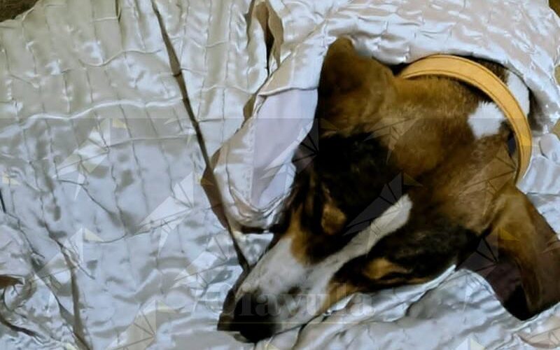 Pluto, il cane avvelenato due volte. Una cittadina di Focà di Caulonia scrive al vicesindaco Maiolo: “Individuate i responsabili” Pluto, il cane avvelenato due volte. Una cittadina di Focà di Caulonia scrive al vicesindaco Maiolo: “Individuate i responsabili”
