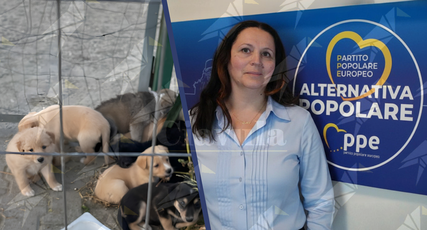 Altri nove cuccioli abbandonati a Reggio. Alternativa Popolare Calabria: “Serve impegno comune per contrastare il fenomeno”