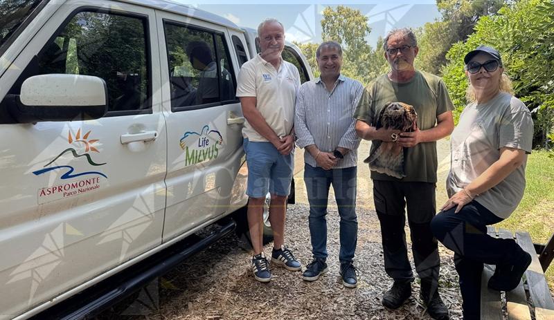 Avviata collaborazione tra Parco Nazionale dell’Aspromonte e Parco della Murgia Materana  per la conservazione del nibbio reale