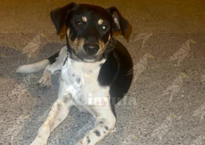 Avvistato cane probabilmente smarrito a Focà di Caulonia Avvistato cane probabilmente smarrito a Focà di Caulonia