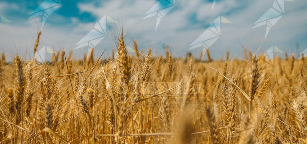 A Pazzano torna la Festa del Grano, tra tradizione, sapori e folklore