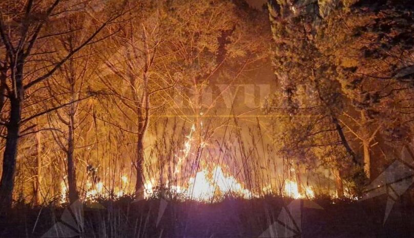 Gatti usati come inneschi per gli incendi in Calabria. Gli animalisti mettono una taglia: “Mille euro a chi denuncia i piromani” Gatti usati come inneschi per gli incendi in Calabria. Gli animalisti mettono una taglia: “Mille euro a chi denuncia i piromani”