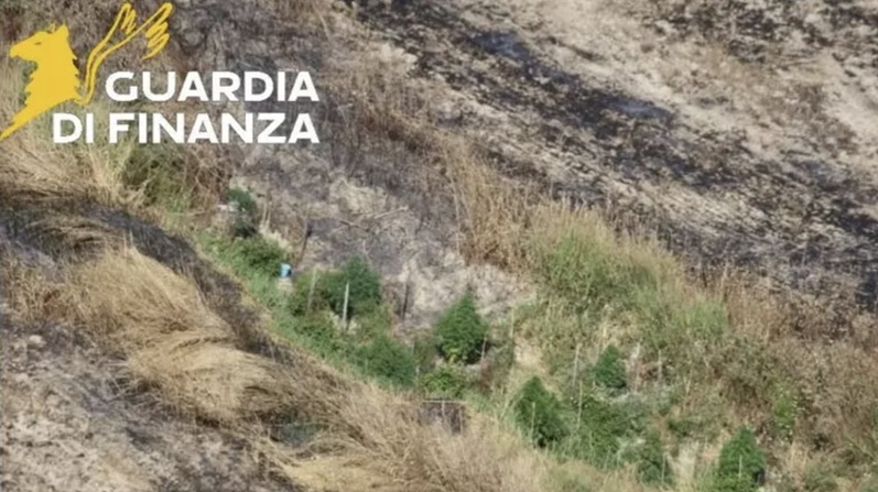 Sequestrate 128 piante di marijuana in provincia di Crotone Sequestrate 128 piante di marijuana in provincia di Crotone