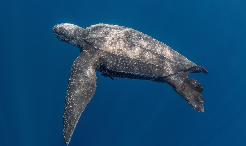 Trovata morta una rara tartaruga Liuto nel Vibonese Trovata morta una rara tartaruga Liuto nel Vibonese