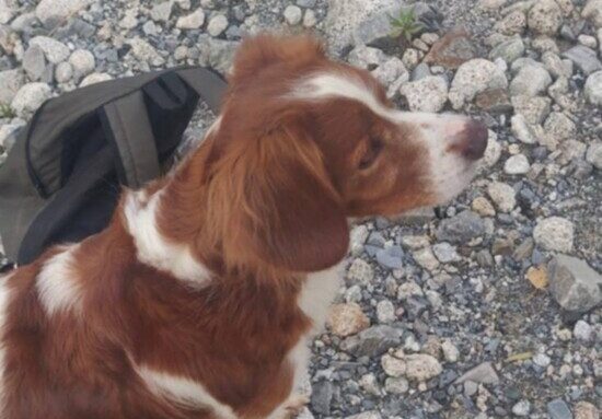 Cane smarrito a Focà di Caulonia