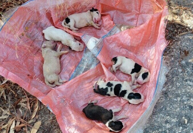 Orrore a Caulonia, cuccioli appena nati sepolti vivi. il Vicesindaco Maiolo: “Atto di crudeltà che non possiamo tollerare”