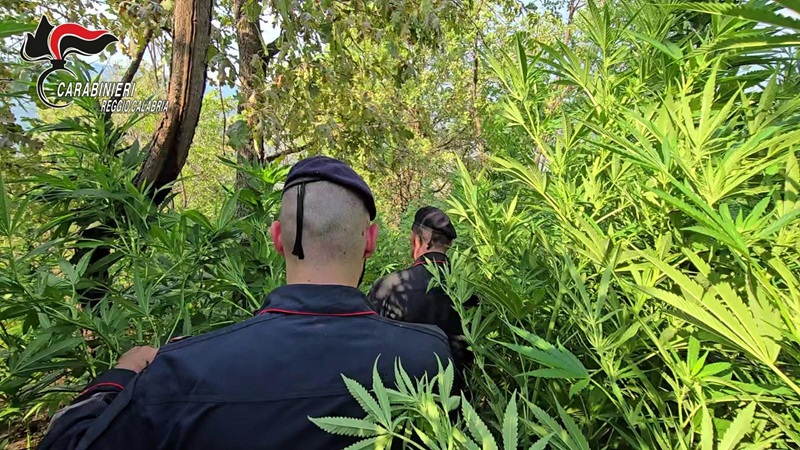 Scoperta maxi piantagione di marijuana a Rosarno: tre persone in manette Scoperta maxi piantagione di marijuana a Rosarno: tre persone in manette