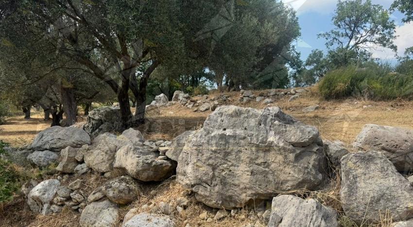 Il DNA degli olivi secolari svela i segreti della Calabria: scoperti tre alberi geneticamente fuori dal comune