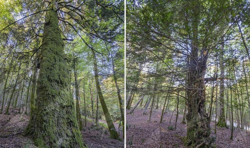 Aspromonte, una camminata tra faggete e panorami: escursione tra Monte Scorda e Misafumera Aspromonte, una camminata tra faggete e panorami: escursione tra Monte Scorda e Misafumera