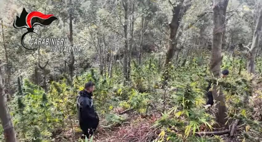 Scoperta piantagione di cannabis con oltre 500 piante a San Giovanni di Gerace