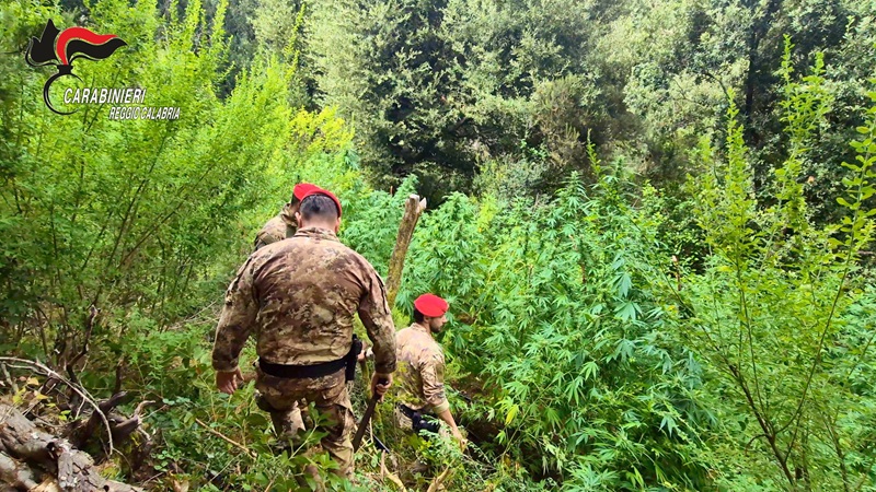 Scoperte 5 piantagioni di marijuana nei boschi dell’Aspromonte e delle Preserre Calabresi, due arresti Scoperte 5 piantagioni di marijuana nei boschi dell’Aspromonte e delle Preserre Calabresi, due arresti
