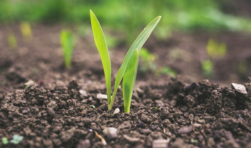 Servizio Civile Agricolo, Caulonia entra nel progetto “Banca della Terra Data”: tre volontari per il censimento dei terreni incolti o abbandonati Servizio Civile Agricolo, Caulonia entra nel progetto “Banca della Terra Data”: tre volontari per il censimento dei terreni incolti o abbandonati