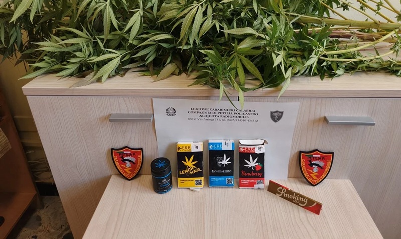 Coltivava marijuana sul balcone: scatta la denuncia per un uomo nel Crotonese Coltivava marijuana sul balcone: scatta la denuncia per un uomo nel Crotonese