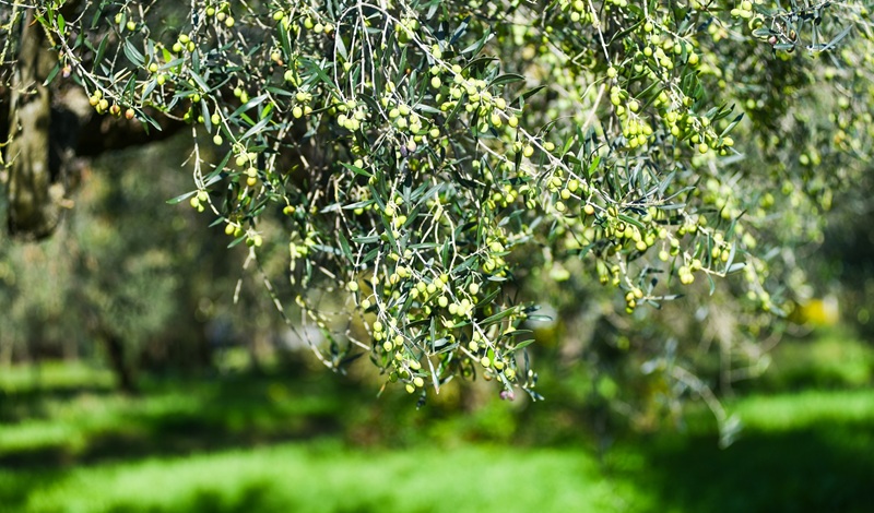 Xylella in provincia di Reggio Calabria, l’assessore regionale Gallo: “Eradicazione al via in questi giorni” Xylella in provincia di Reggio Calabria, l’assessore regionale Gallo: “Eradicazione al via in questi giorni”