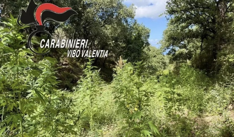 Sequestrata una piantagione di cannabis in provincia di Vibo Valentia
