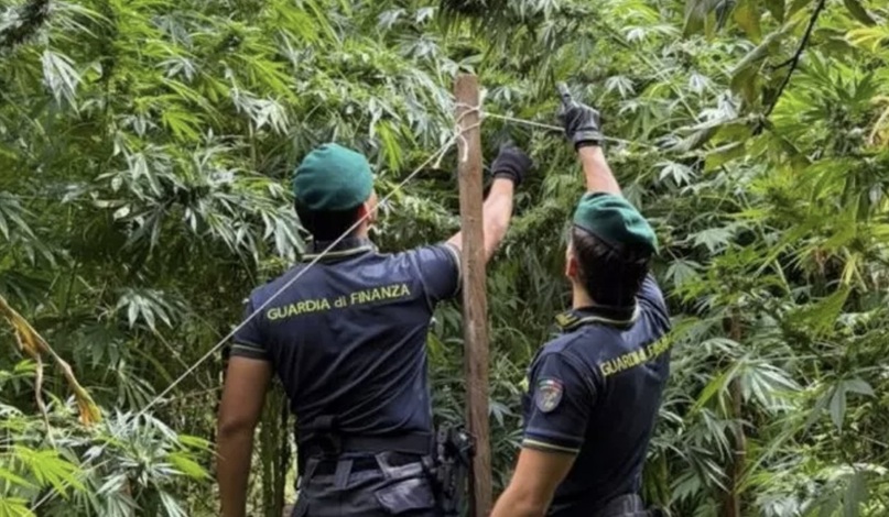 La Guardia di finanza scova 19 piantagioni di canapa in diverse località della Calabria, sequestrate 5.550 piante