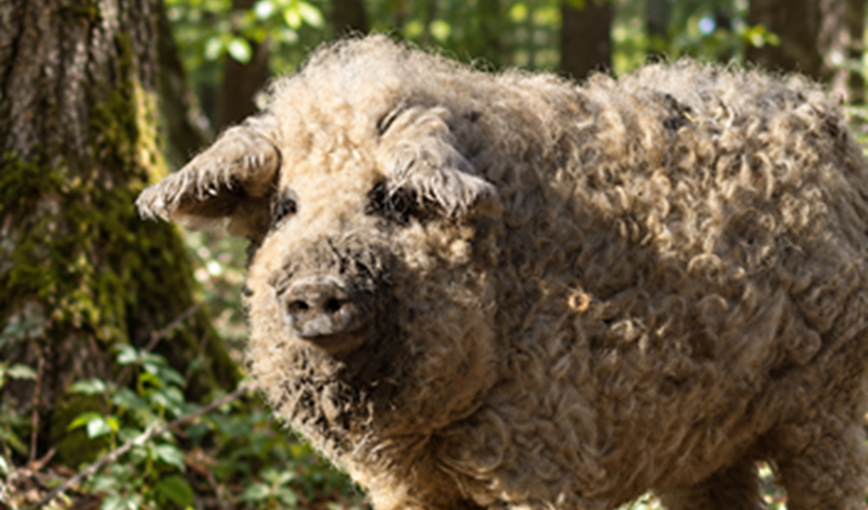 Il maiale che sembra una pecora conquista l’Italia, la razza “Mangalica” ottiene il riconoscimento del Ministero grazie a un allevatore calabrese Il maiale che sembra una pecora conquista l’Italia, la razza “Mangalica” ottiene il riconoscimento del Ministero grazie a un allevatore calabrese