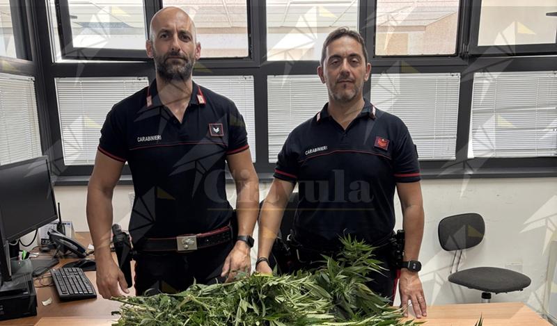Catanzaro, notano strane piante in un giardino durante un controllo sul territorio: Carabinieri scoprono una coltivazione casalinga di marijuana Catanzaro, notano strane piante in un giardino durante un controllo sul territorio: Carabinieri scoprono una coltivazione casalinga di marijuana