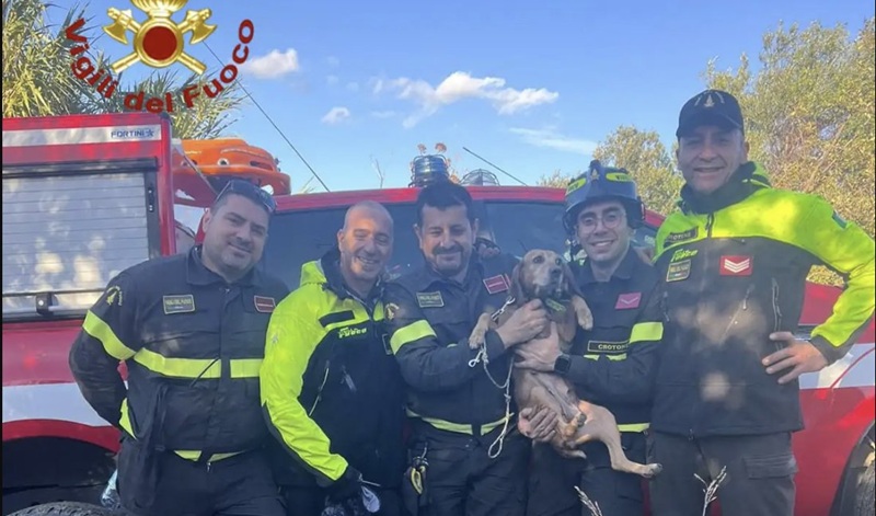 Cane da caccia rimane bloccato su un costone a Cirò Superiore, salvato dai Vigili del Fuoco Cane da caccia rimane bloccato su un costone a Cirò Superiore, salvato dai Vigili del Fuoco