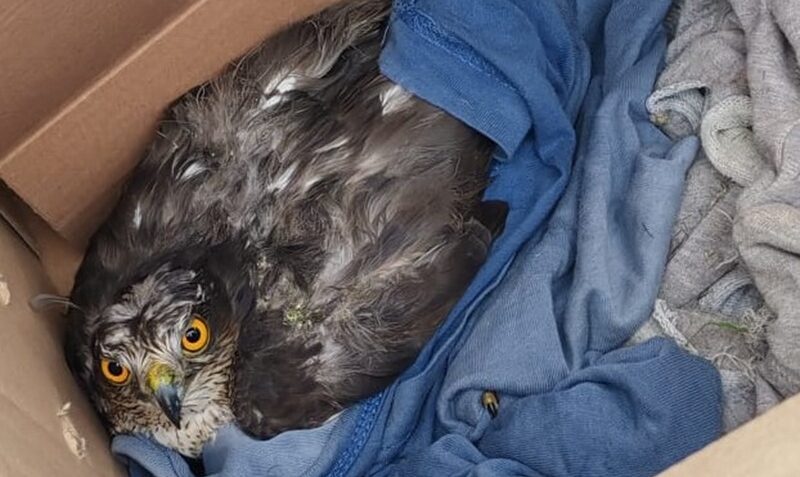 Caulonia, falco intrappolato tra le erbacce salvato da un cittadino: dopo le cure torna a volare Caulonia, falco intrappolato tra le erbacce salvato da un cittadino: dopo le cure torna a volare