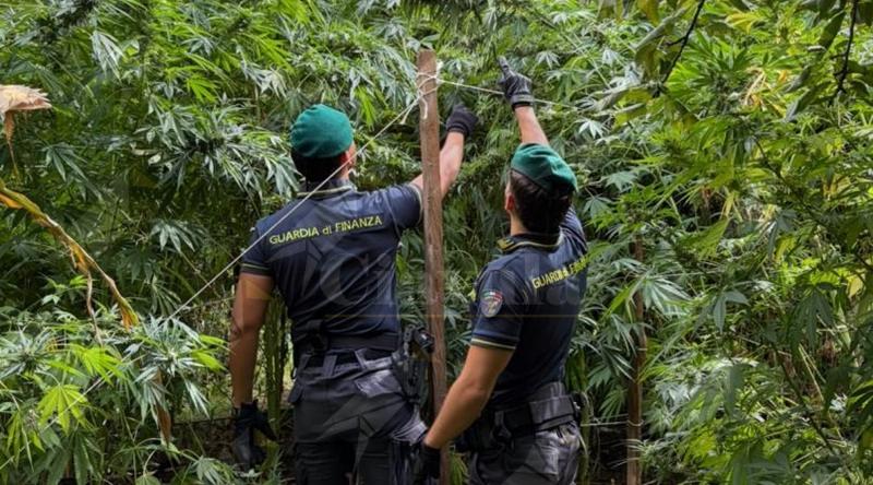 Calabria, contrasto alla produzione di cannabis: sequestrate 19 piantagioni per un valore di oltre 8,3 milioni di euro