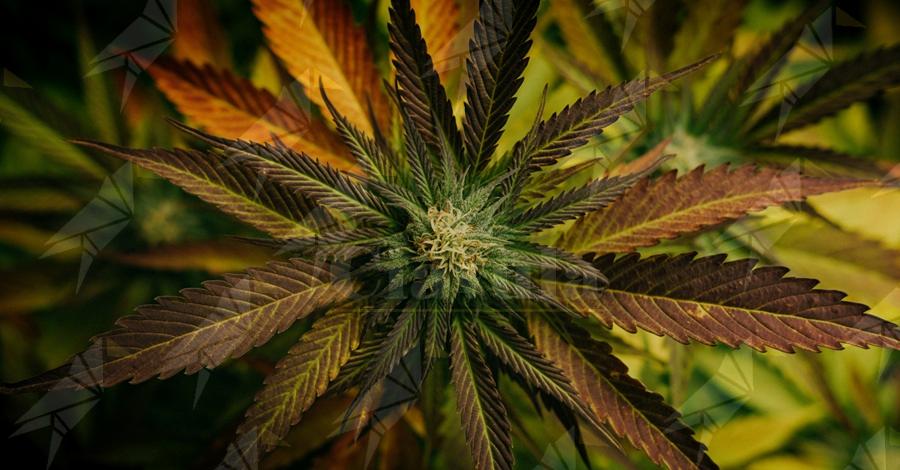 Daniela Larosa sulla cannabis terapeutica: “La burocrazia non può ignorare la sofferenza dei malati” Daniela Larosa sulla cannabis terapeutica: “La burocrazia non può ignorare la sofferenza dei malati”