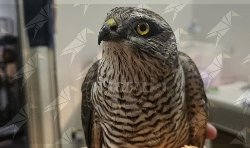 Bracconaggio nel Reggino, un altro rapace ferito a colpi di fucile: la denuncia del Gruppo Adorno